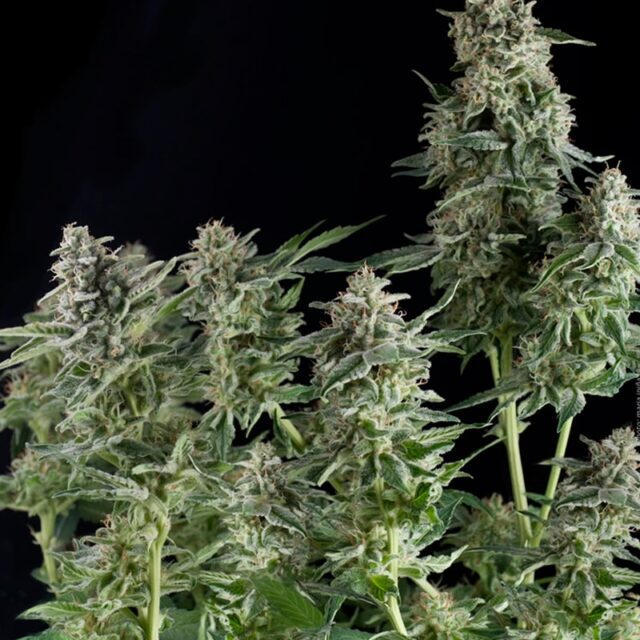 Northern Lights CBD Feminized Seeds