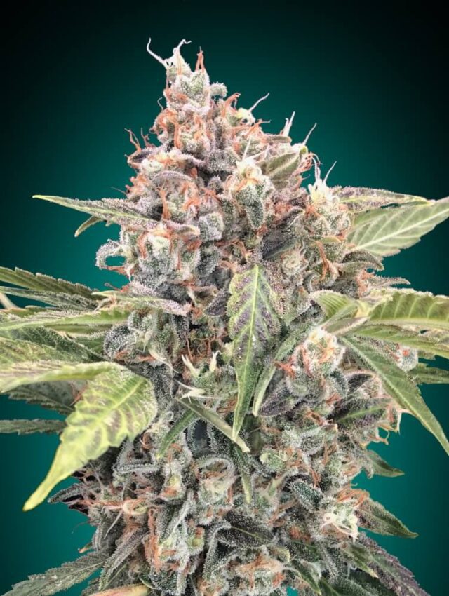 Northern Lights CBD Feminized Seeds