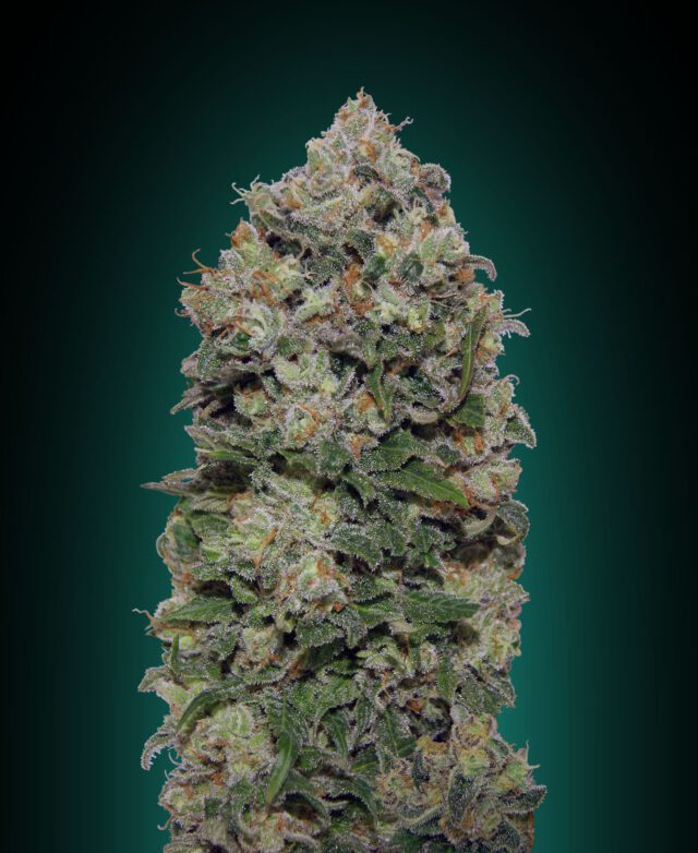 Northern Lights Feminized Seeds