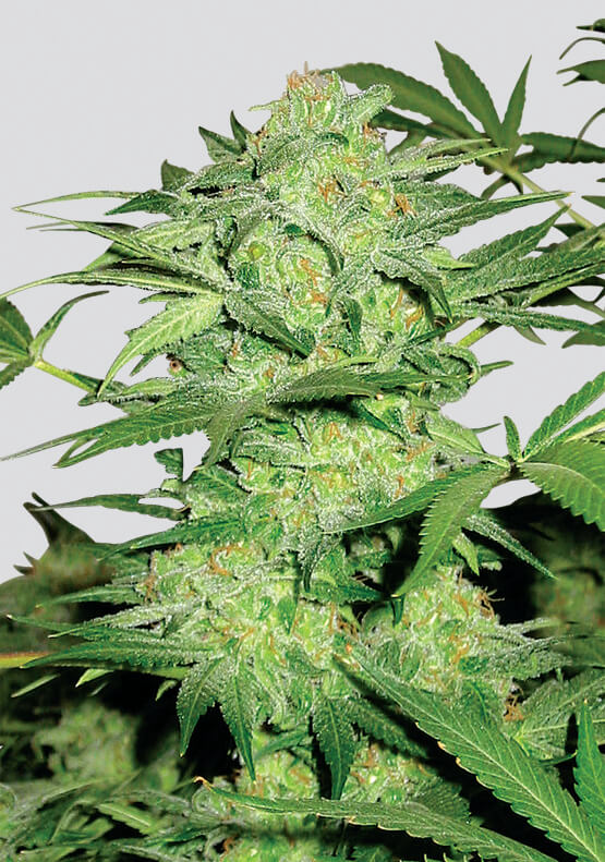 Northern Light Regular Seeds