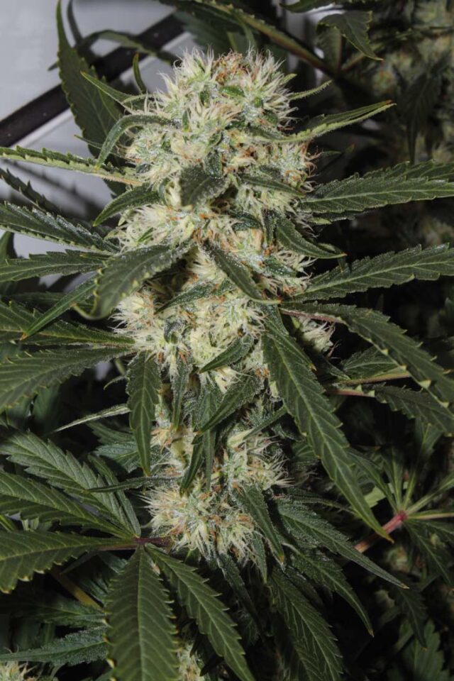 Outdoor Mix Feminized Seeds