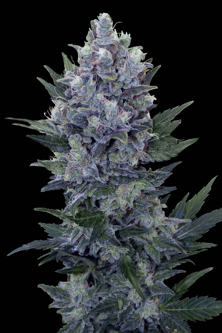 Northern Light Auto Feminized Seeds Northern Light Auto Feminized Seeds