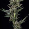 Notorious THC Feminized Seeds