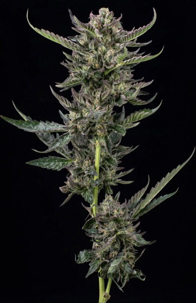 Notorious THC Feminized Seeds