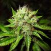 Buy Lithium OG Kush Auto Feminized Seeds by Nirvana in America - Image 2