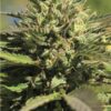 OG Kush Auto Feminized Seeds