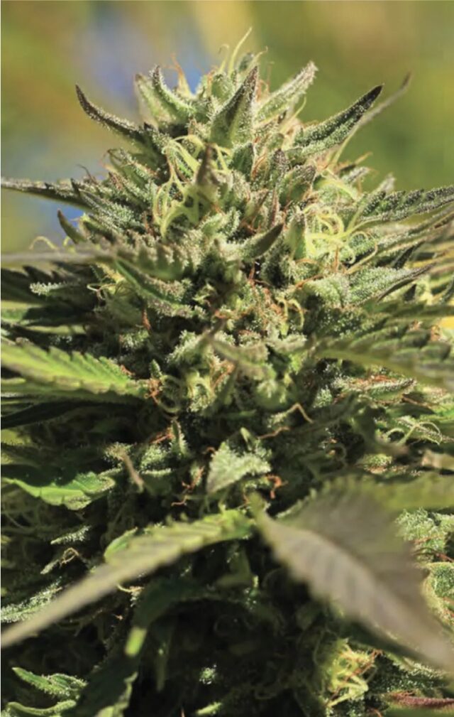 OG Kush Auto Feminized Seeds