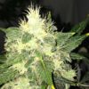 Lithium OG Kush Auto Feminized Seeds