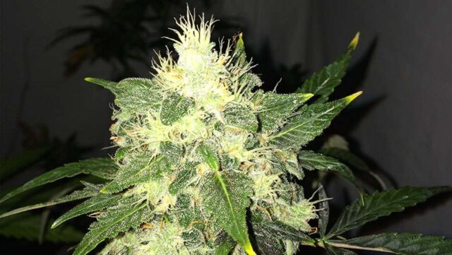 Lithium OG Kush Auto Feminized Seeds