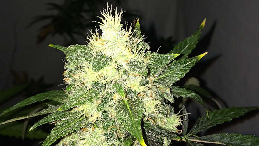 Lithium OG Kush Auto Feminized Seeds Lithium OG Kush Auto Feminized Seeds