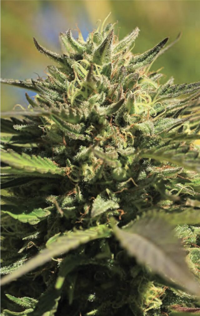 OG Kush Feminized Seeds