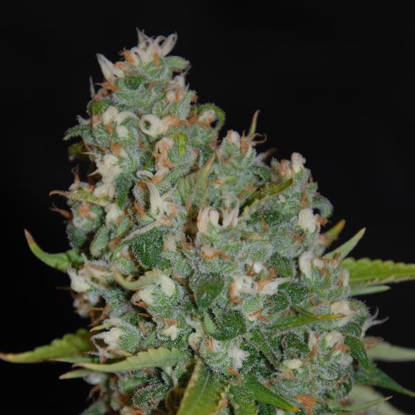 OG13 Feminized Seeds