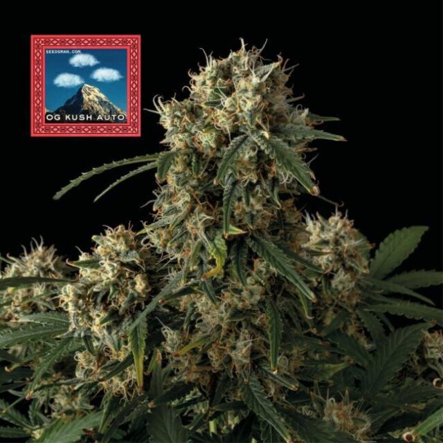 OG Kush Auto Feminized Seeds