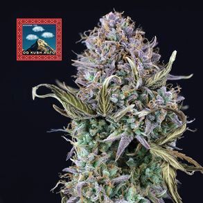 OG Kush Auto Feminized Seeds