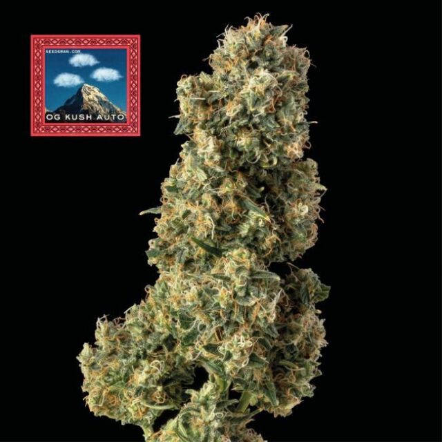 OG Kush Auto Feminized Seeds