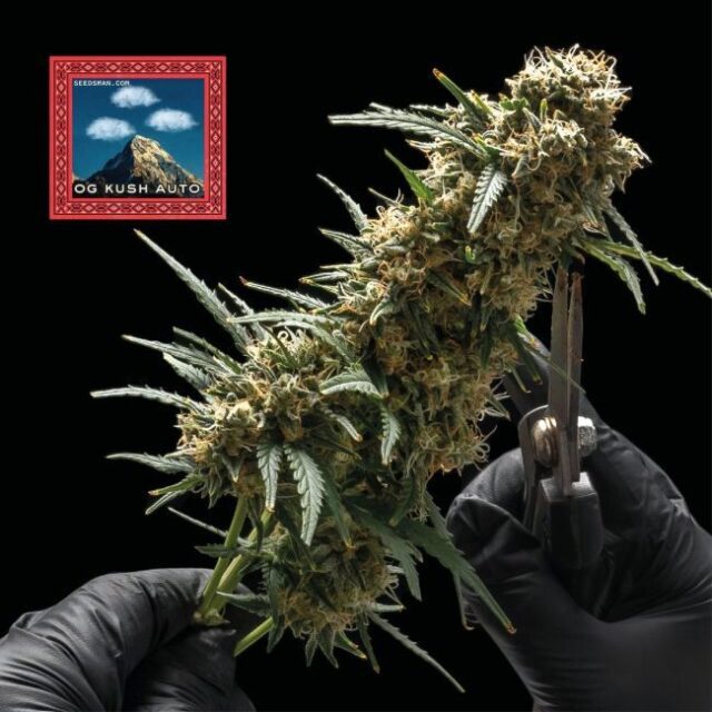 OG Kush Auto Feminized Seeds