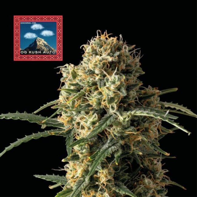 OG Kush Auto Feminized Seeds