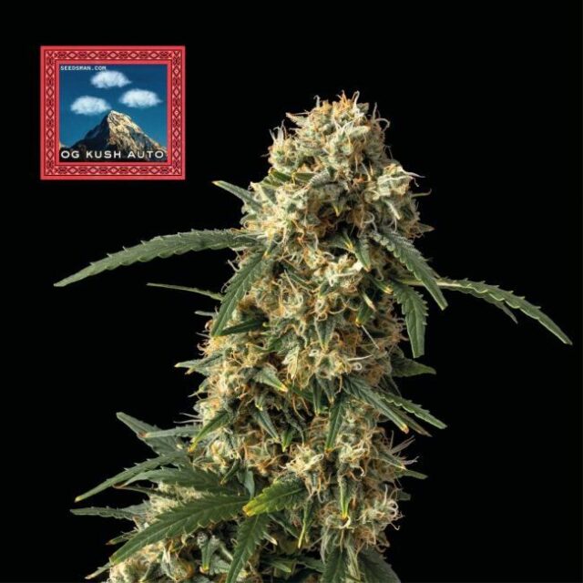 OG Kush Auto Feminized Seeds