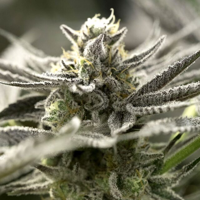 OGKZ Auto Feminized Seeds