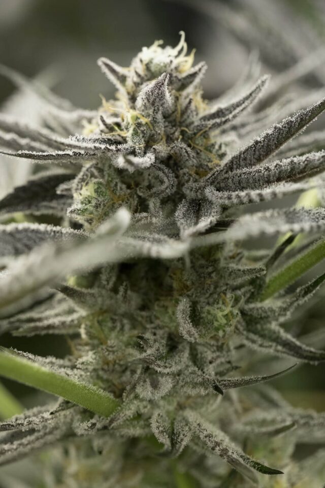 OGKZ FAST Feminized Seeds