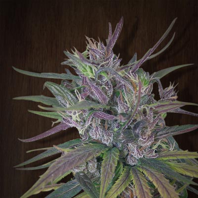 Oldtimer's Haze Regular Seeds