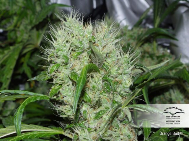 Orange Bud Regular Seeds