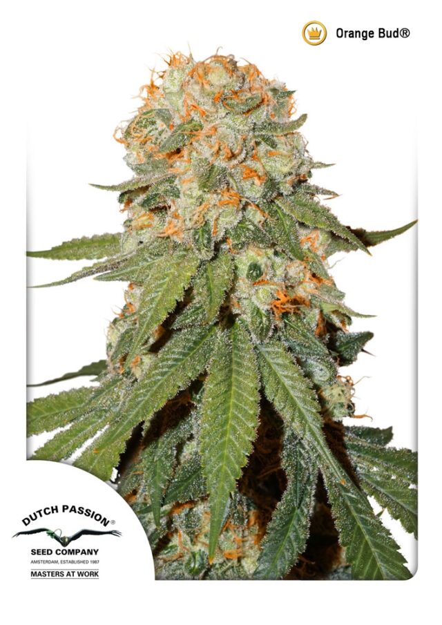 Orange Bud Regular Seeds