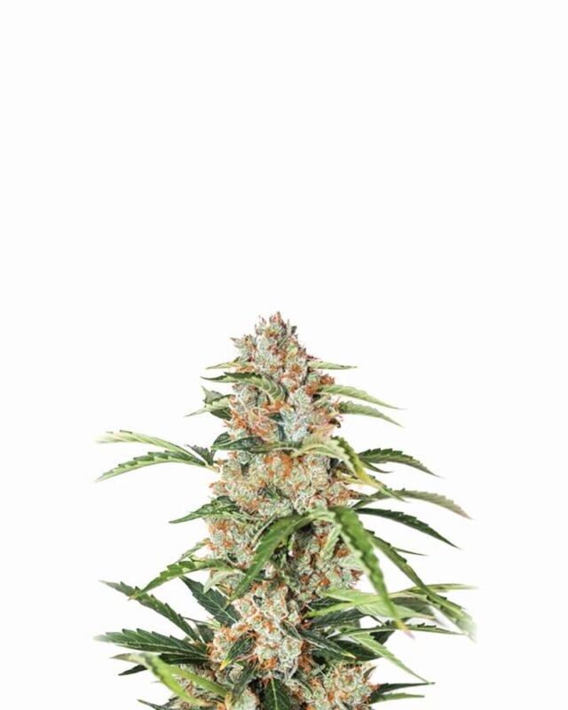 Orange Bud Auto Feminized Seeds