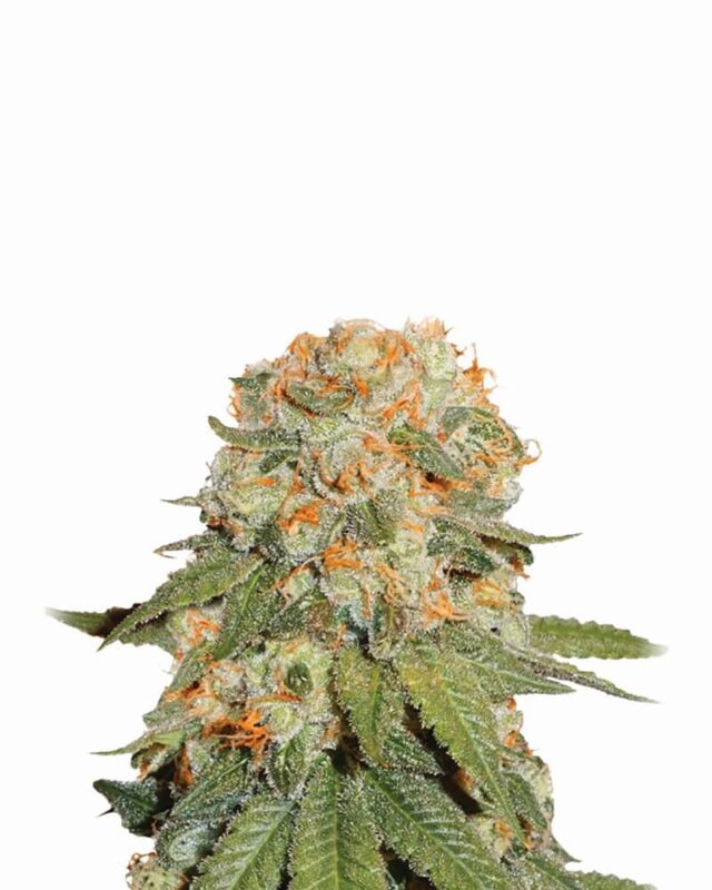 Orange Bud Regular Seeds