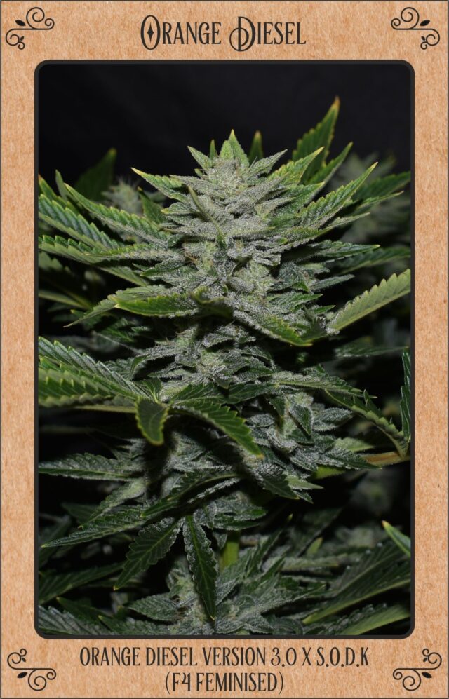 Orange Diesel Auto Feminized Seeds