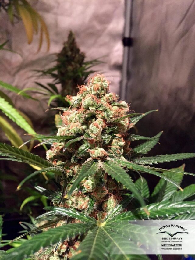 Orange Hill Special Regular Seeds