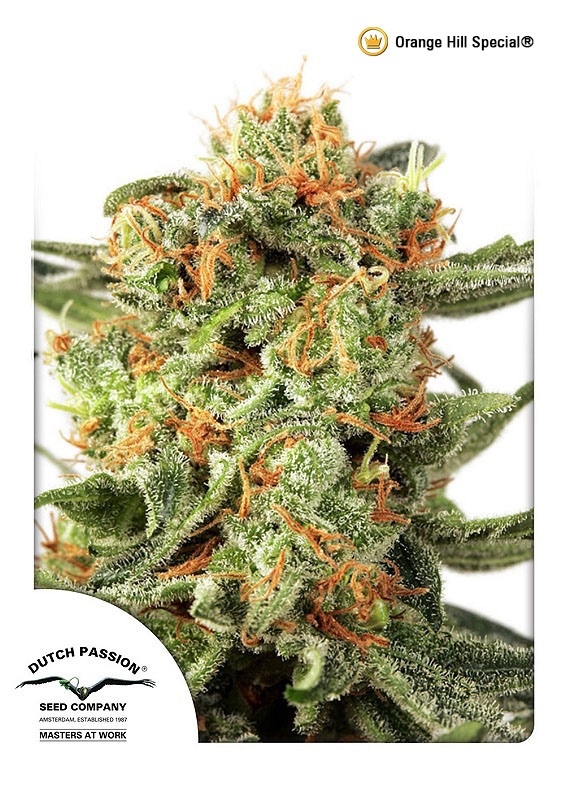 Orange Hill Special Regular Seeds