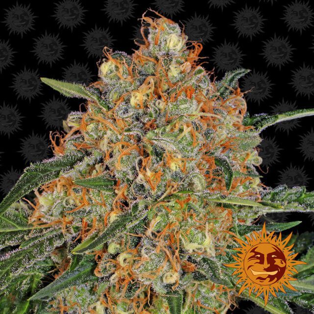 Orange Sherbert Feminized Seeds