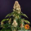 Orange Sherbert Feminized Seeds