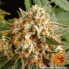Orange Sherbert Feminized Seeds