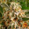 Orange Sherbert Feminized Seeds