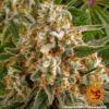 Orange Sherbert Feminized Seeds