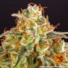 Orange Sherbert Feminized Seeds