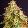 Orange Sherbert Feminized Seeds