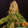 Buy Orange Sherbert Feminized Seeds by Barney's Farm in America - Image 8