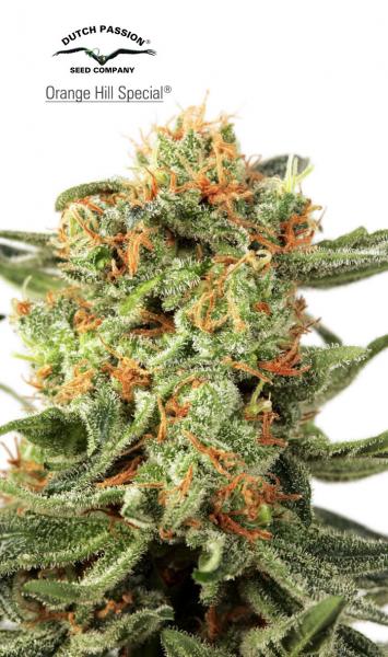 Orange Hill Special Feminized Seeds