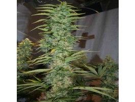 Orient Express Regular Seeds