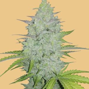 Original Cheese Auto Feminized Seeds