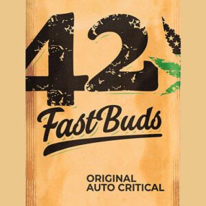 Original Critical Auto Feminized Seeds