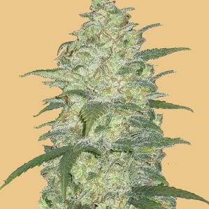 Original White Widow Auto Feminized Seeds