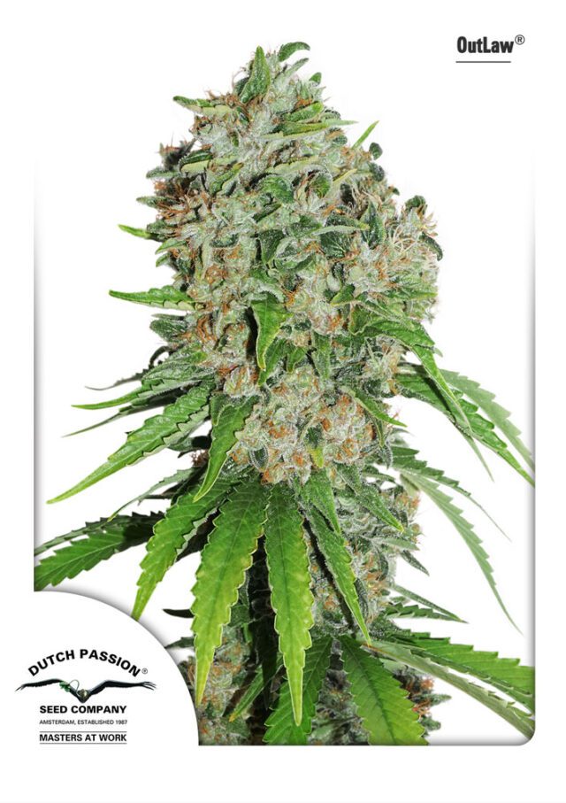 Outlaw Amnesia Feminized Seeds