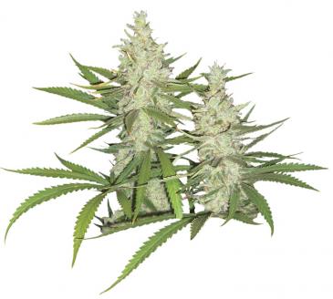 Outlaw Amnesia Feminized Seeds