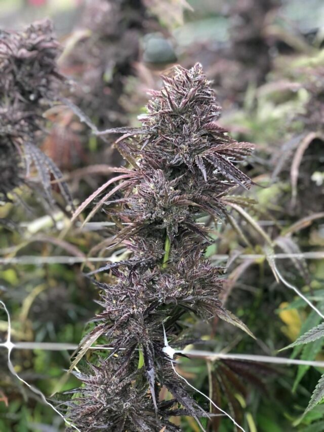 Pai-Gow FAST Feminized Seeds