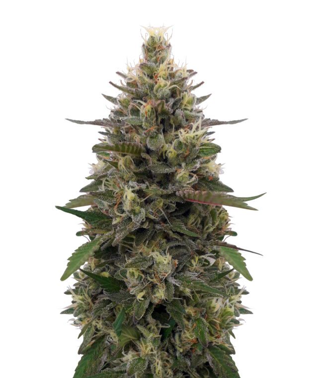 Pakistani Skunk Feminized Seeds (Limited Edition)