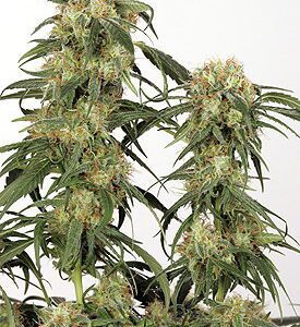 Pamir Gold Feminized Seeds